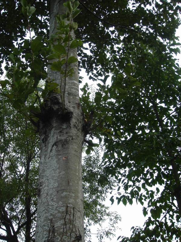 ľ(alder)ذҎĵԔB