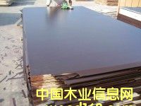 plywoodԔB
