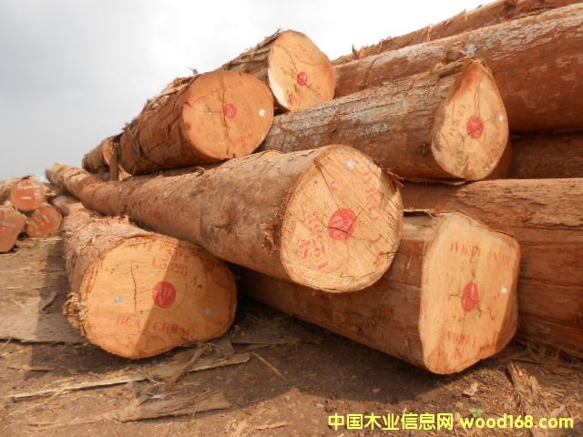 白木的詳細介紹
