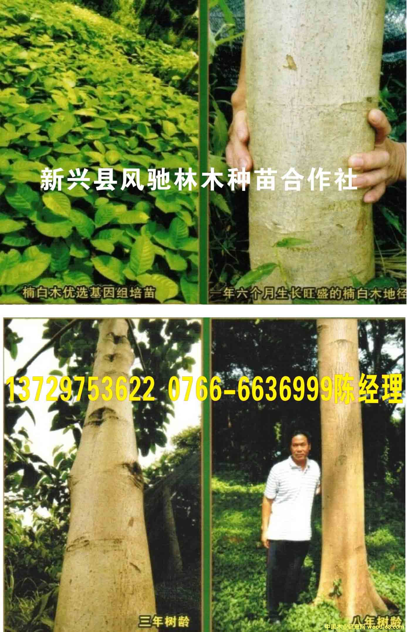 c鿴骰ľ(ӡľ)ŴDƬ