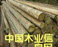 杉木的詳細介紹