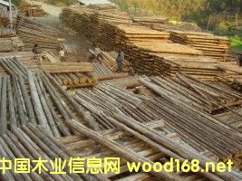 杉板的詳細介紹