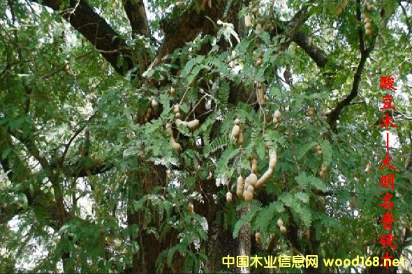 木材樹種詳解--酸豆木 俗稱:羅望子、酸角、酸子